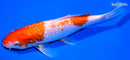 7.25" GINRIN KOHAKU