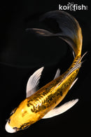 5.25" KIN KIKOKURYU BUTTERFLY