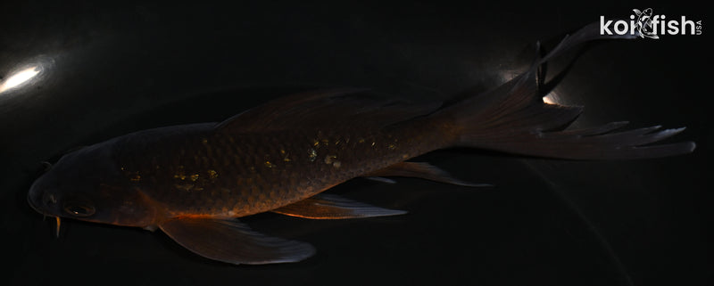 5.5" GINRIN CHAGOI BUTTERFLY