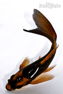 5.25" GINRIN KABUTO BUTTERFLY