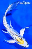 7.75" DOITSU KUJAKU BUTTERFLY