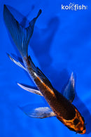 5.25" KUJAKU BUTTERFLY