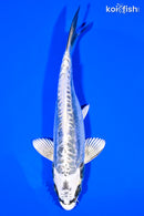 7" KIKOKURYU