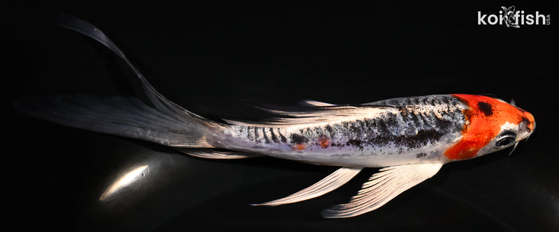 6" BENI KIKOKURYU BUTTERFLY