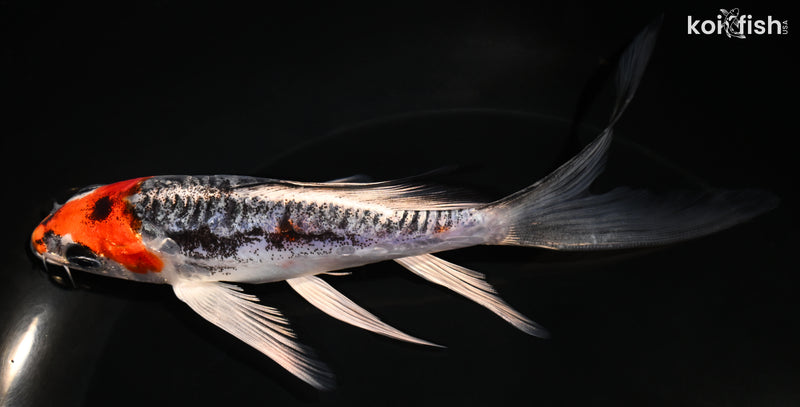 6" BENI KIKOKURYU BUTTERFLY