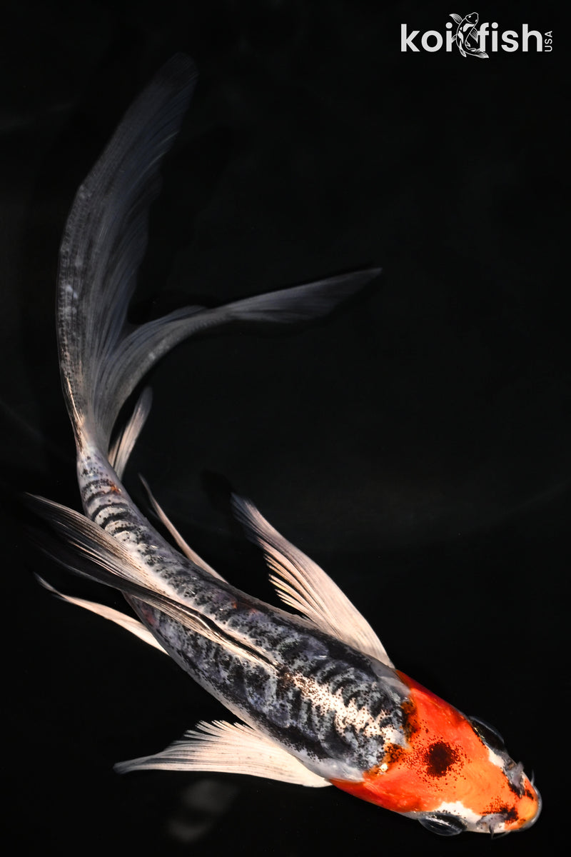 6" BENI KIKOKURYU BUTTERFLY