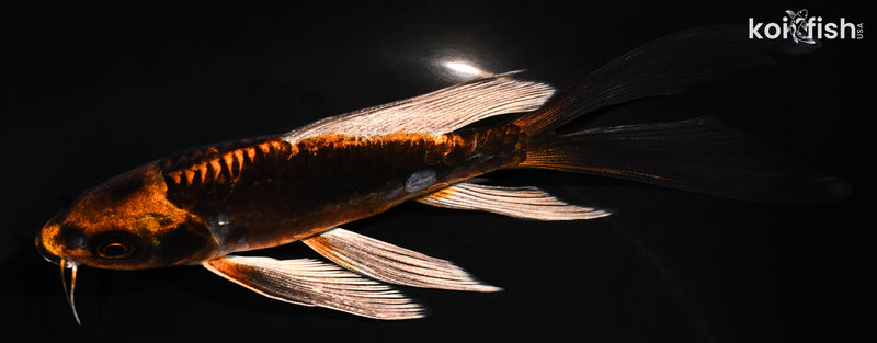 6" BENI KIKOKURYU BUTTERFLY