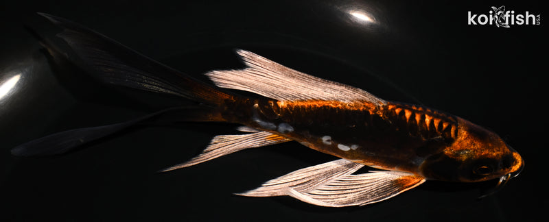 6" BENI KIKOKURYU BUTTERFLY