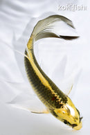 5.75" KI MATSUBA BUTTERFLY