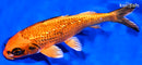 6.75" GINRIN KIN ORENJI MATSUBA
