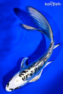 6.25" KIKOKURYU BUTTERFLY