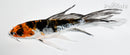 4.75" BENI KIKOKURYU BUTTERFLY