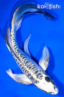8" KIKOKURYU BUTTERFLY