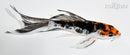 4.75" BENI KIKOKURYU BUTTERFLY