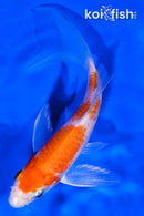 5" HARIWAKE BUTTERFLY