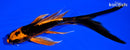 6" ARAGOKE ORENJI MATSUBA BUTTERFLY