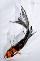 4.75" BENI KIKOKURYU BUTTERFLY