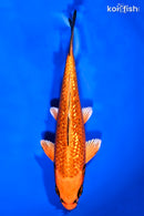 6.75" GINRIN KIN ORENJI MATSUBA
