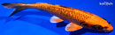 6.75" GINRIN KIN ORENJI MATSUBA