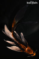 6" BENI KIKOKURYU BUTTERFLY