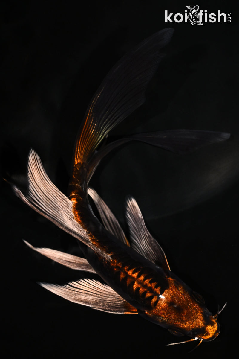 6" BENI KIKOKURYU BUTTERFLY