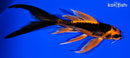 6" ARAGOKE ORENJI MATSUBA BUTTERFLY