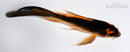 5" ORENJI MATSUBA BUTTERFLY