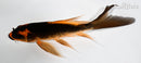 5" ORENJI MATSUBA BUTTERFLY