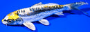 6.75" KIN KIKOKURYU