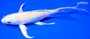 7.75" YAMABUKI OGON BUTTERFLY