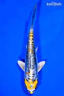 6.75" KIN KIKOKURYU
