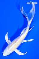 7.75" YAMABUKI OGON BUTTERFLY