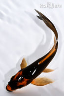 5" ORENJI MATSUBA BUTTERFLY