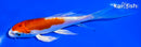 5.5" KIKUSUI BUTTERFLY