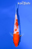 5.75" KOHAKU