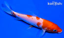 5.75" KOHAKU