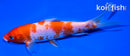 5.75" KOHAKU