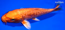7" DOITSU ORENJI OGON
