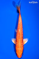 7" DOITSU ORENJI OGON