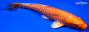 7" DOITSU ORENJI OGON