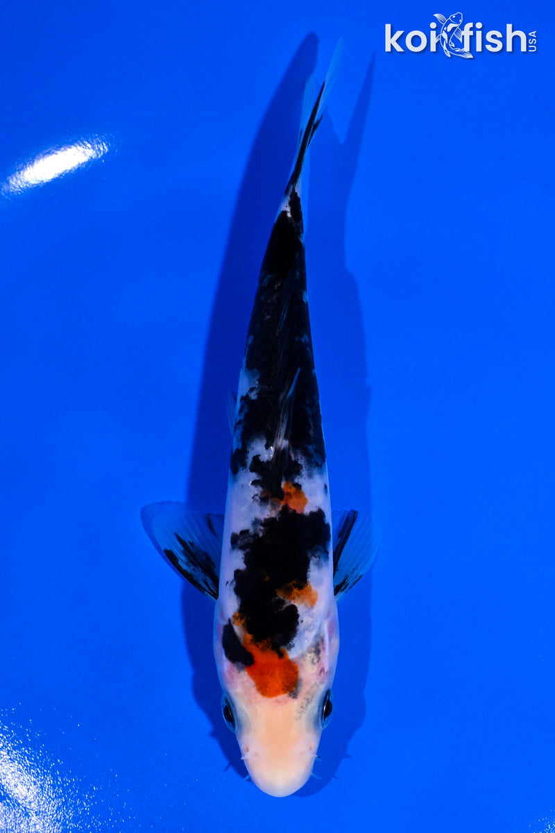 5.5" SANKE