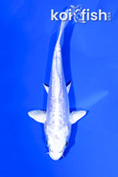 5.5" DOITSU PLATINUM OGON