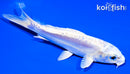 5.5" DOITSU PLATINUM OGON