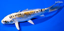 6.5" KIN KIKOKURYU