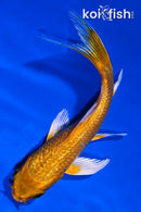 4.75" GINRIN ORENJI OGON BUTTERFLY