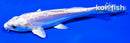 5.5" DOITSU PLATINUM OGON