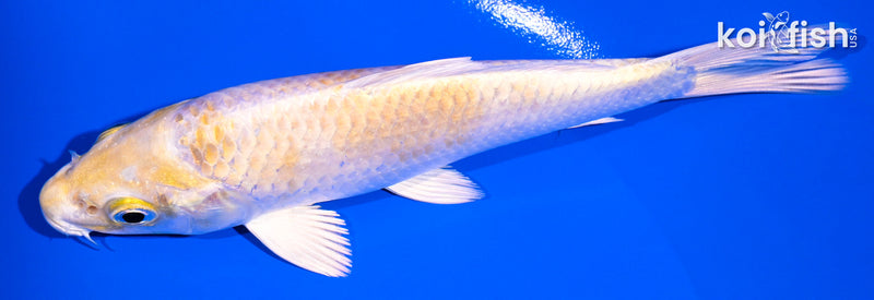 5.25" LEMON HARIWAKE