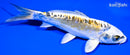 6.5" KIN KIKOKURYU