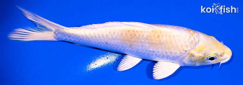 5.25" LEMON HARIWAKE