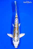 6.5" KIN KIKOKURYU